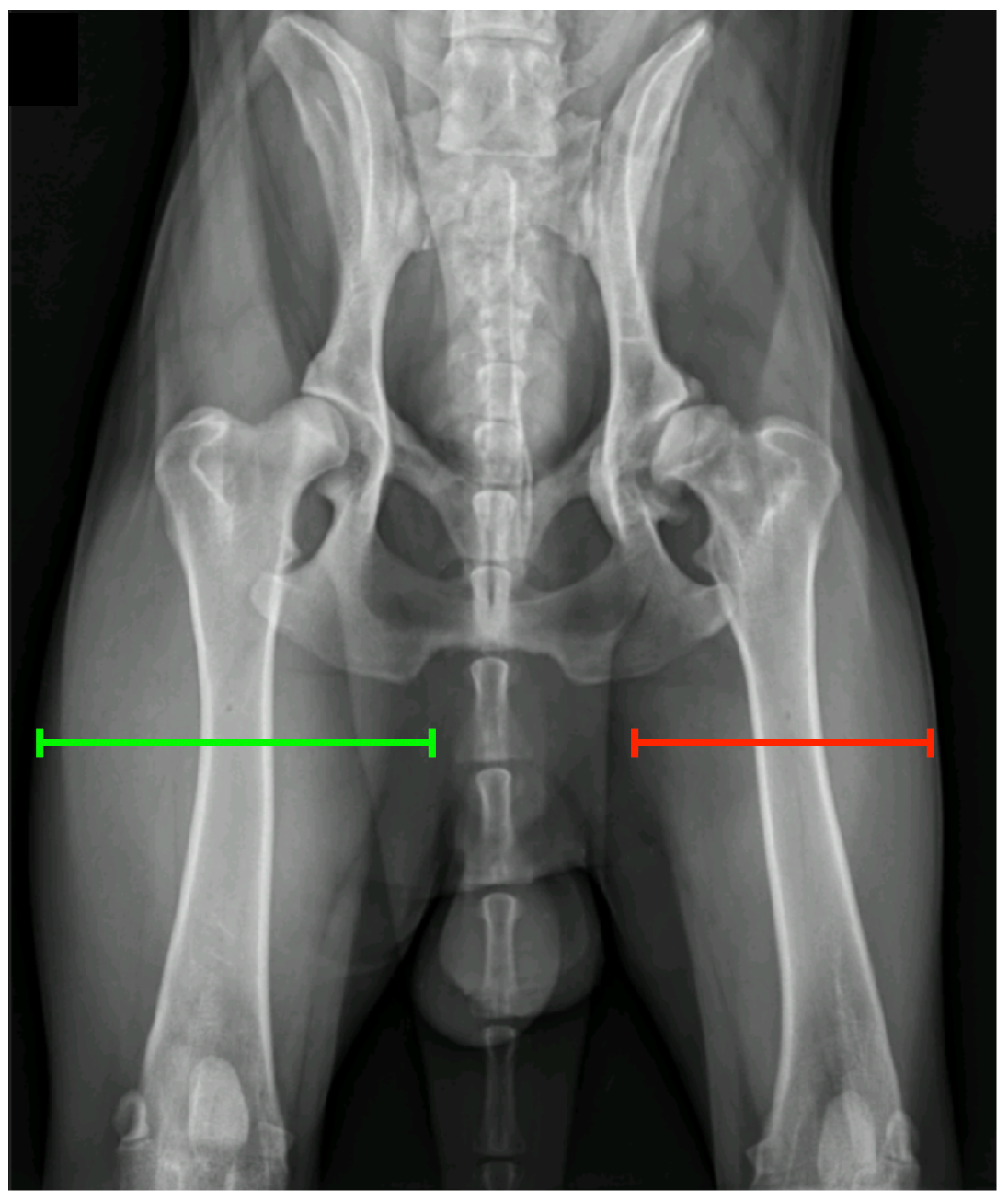 Hip dysplasia in dogs treatment options and hot sale decision making