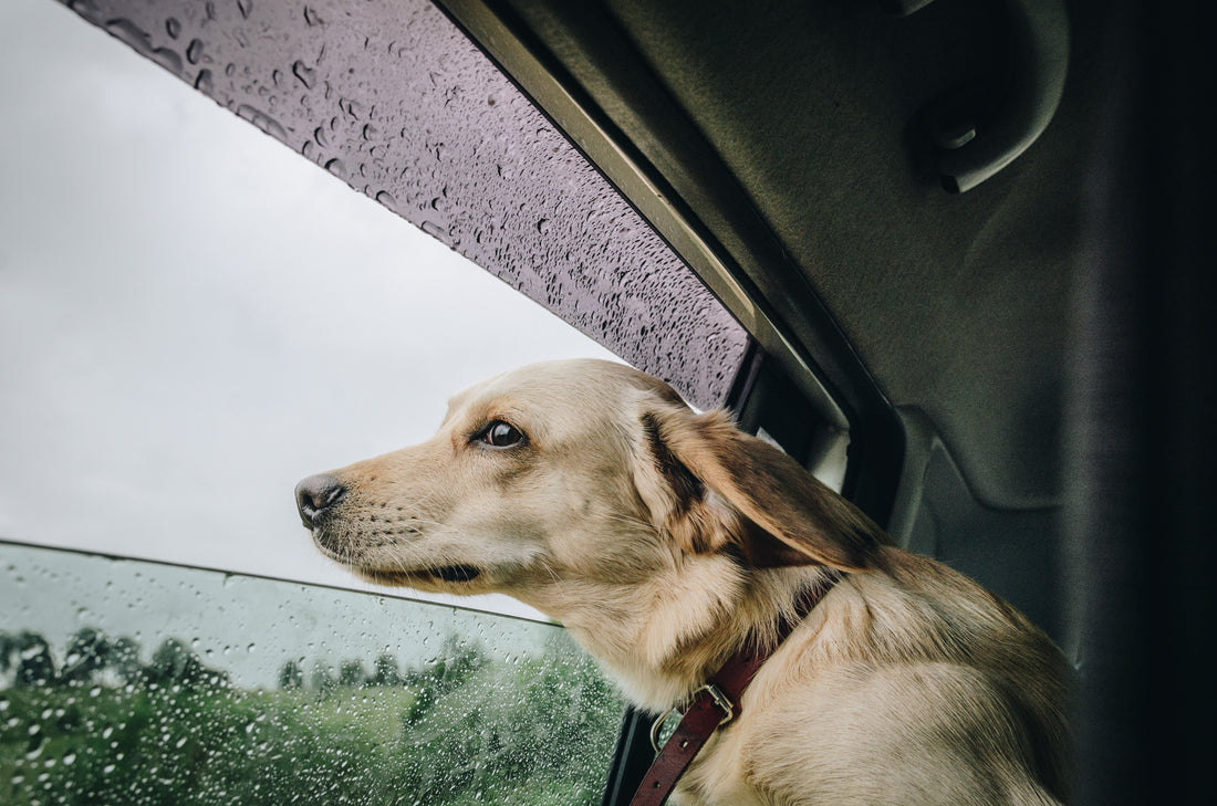 รวมตำราดูแลสุนัขรับหน้าฝน มีโรคอะไรบ้างที่สุนัขต้องระวังช่วงหน้าฝน