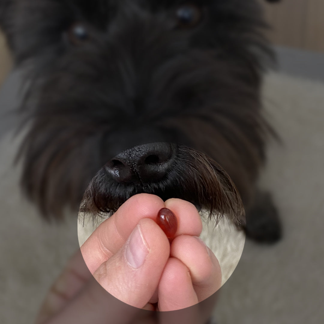Antinol<sup>®</sup>️ EAB 277™ for Dogs